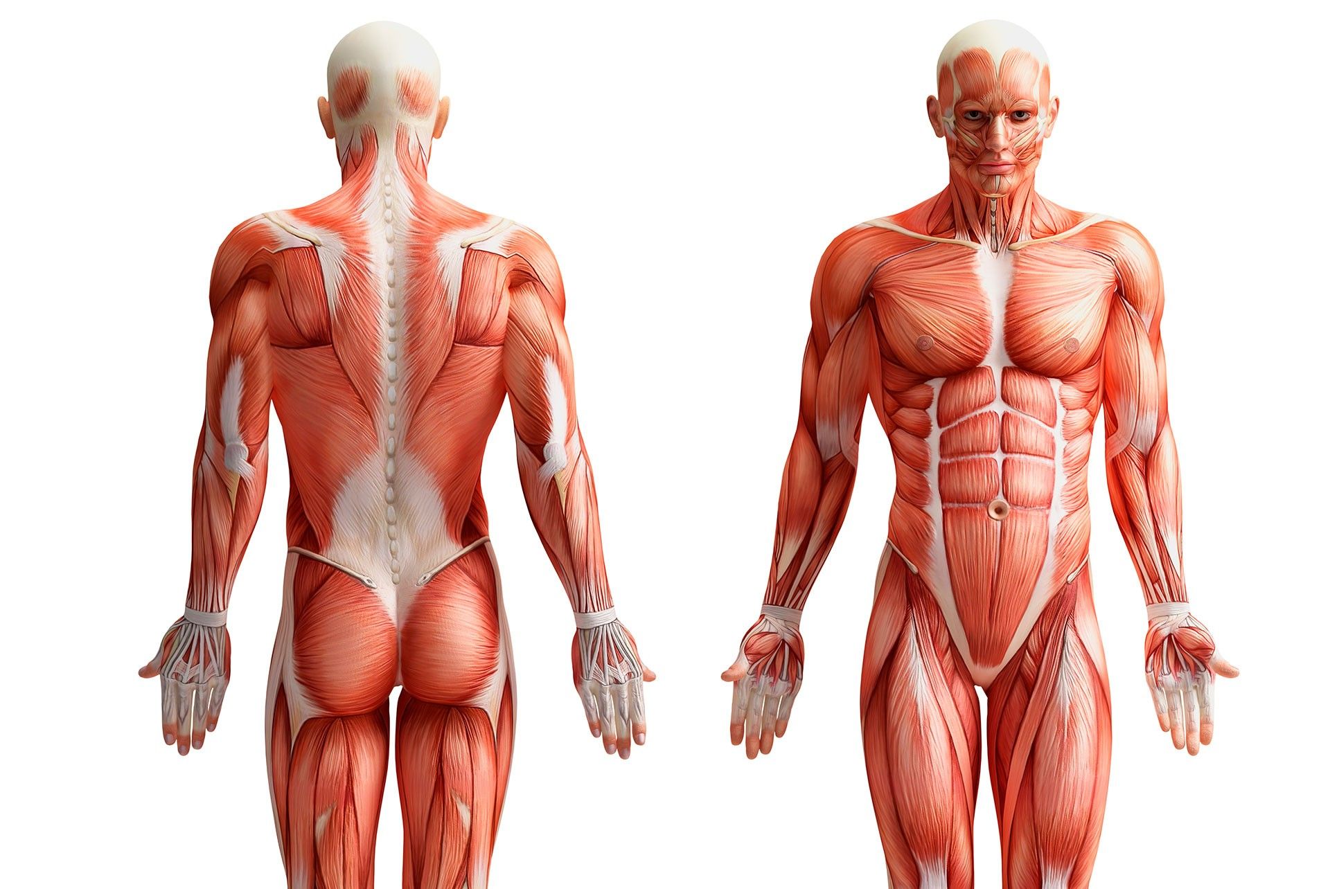 Верхняя часть человека. Мышцы человека. Мускулатура человека. Мышечная анатомия. Мышцы тела человека анатомия.