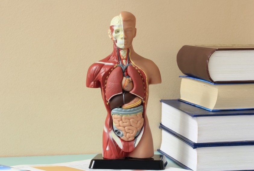 Tag uddannelse indenfor Anatomi, fysiologi og sygdomslære
